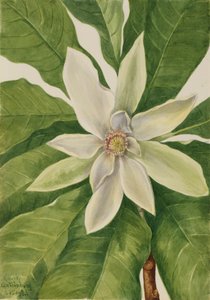 アンブレラ ツリー マグノリア トリペタラ、1932 年。