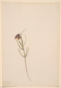 無題--花の習作 作： Mary Vaux Walcott