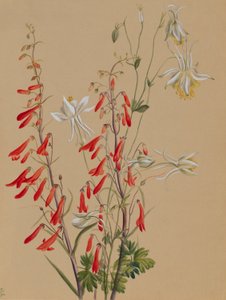 無題--花の習作 作： Mary Vaux Walcott