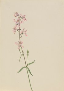 無題--花の習作 作： Mary Vaux Walcott