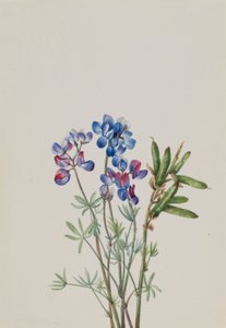 無題--花の習作 作： Mary Vaux Walcott