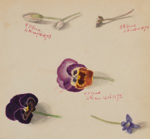 無題--花の習作」1873年 作： Mary Vaux Walcott