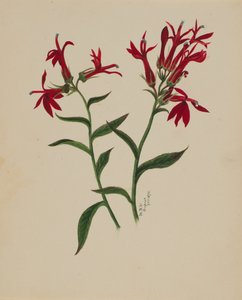無題--花の習作」1876年 作： Mary Vaux Walcott