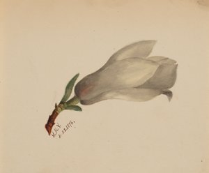 無題--花の研究、1876 年。 作： Mary Vaux Walcott