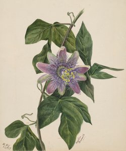 無題--花の習作」1879年 作： Mary Vaux Walcott
