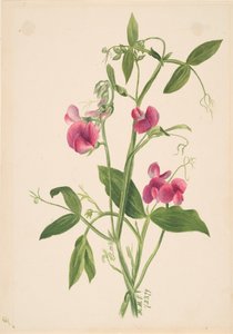 無題--花の研究、1879 年。 作： Mary Vaux Walcott