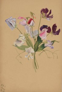 無題--花の習作」1886年 作： Mary Vaux Walcott