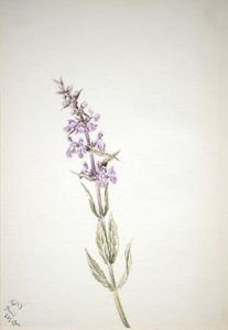 無題--フラワー・スタディ、1900年 作： Mary Vaux Walcott