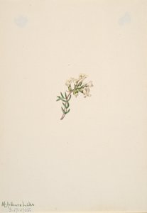 無題 -- 花の研究、1905 年。 作： Mary Vaux Walcott