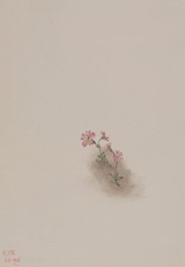 無題--花の習作」1936年 作： Mary Vaux Walcott