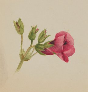 無題--花の習作、1876年頃 作： Mary Vaux Walcott