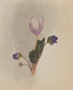 無題 - 花の研究、約。 1876年。 作： Mary Vaux Walcott
