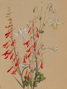 無題--花の習作、1883年から1900年頃。 作： Mary Vaux Walcott