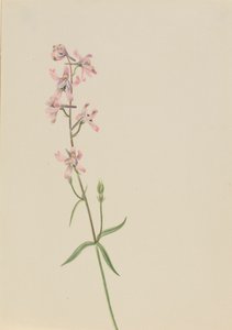 無題--花の習作, 1900-1930年頃. 作： Mary Vaux Walcott