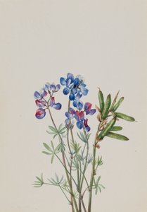 無題 - 花の研究、約。 1900～1930年。 作： Mary Vaux Walcott