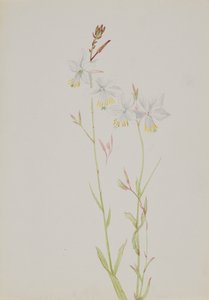 無題--花の習作, n.d. 作： Mary Vaux Walcott