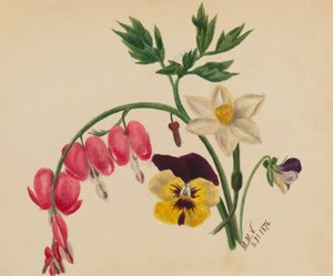 無題 -- 混合花、1876 年。 作： Mary Vaux Walcott