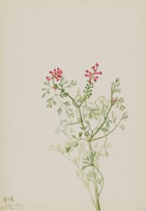 無題--植物習作
