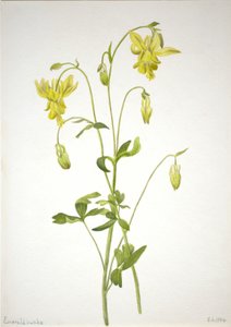 無題--植物習作 作： Mary Vaux Walcott