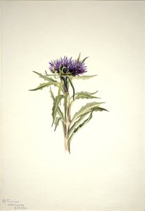 無題--植物習作 作： メアリーヴォーウォルコット