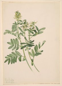 無題--植物習作 作： Mary Vaux Walcott