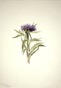 無題--プラント・スタディ、1904年 作： Mary Vaux Walcott