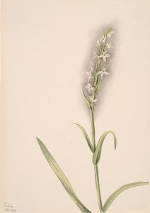 無題 -- 植物研究、1904 年。 作： Mary Vaux Walcott
