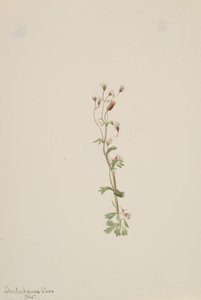 無題 -- 植物研究、1905 年。 作： Mary Vaux Walcott