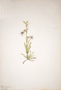 無題--プラント・スタディ、1917年 作： Mary Vaux Walcott