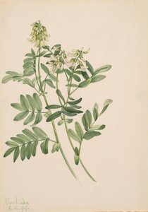 無題--プラント・スタディ、1919年 作： Mary Vaux Walcott