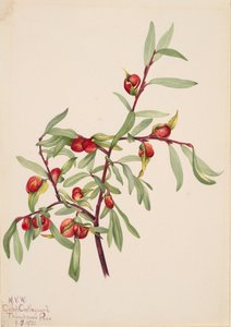 無題--プラント・スタディ, 1921