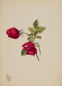 無題--薔薇, 1878.