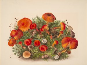 無題--キノコの研究, 1880. 作： Mary Vaux Walcott