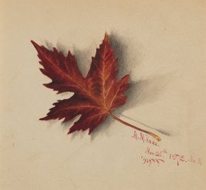 無題（紅葉） 作： Mary Vaux Walcott