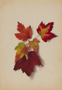 無題（紅葉）