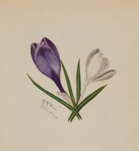 無題（クロッカス） 作： Mary Vaux Walcott
