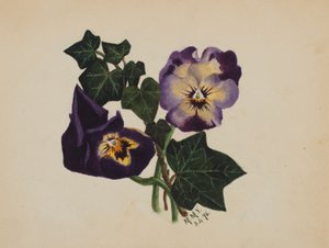 無題（パンジーとアイビー） 作： Mary Vaux Walcott