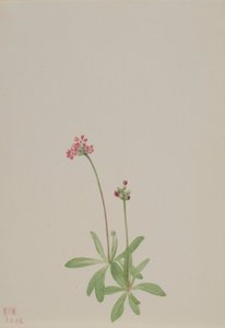 無題 作： Mary Vaux Walcott