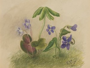 無題」1874年 作： Mary Vaux Walcott