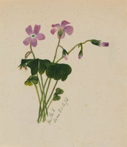無題」1875年 作： Mary Vaux Walcott