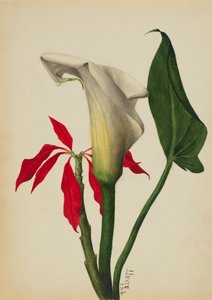 無題 Calla Lily, 1877年 作： Mary Vaux Walcott