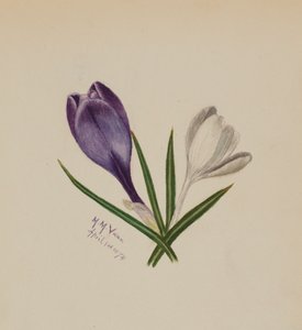 無題のクロッカス」1874年