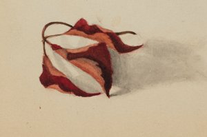無題 巻き紅葉 1872年 作： Mary Vaux Walcott