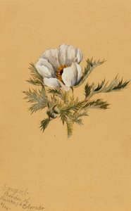 無題の花の習作」1883年 作： Mary Vaux Walcott