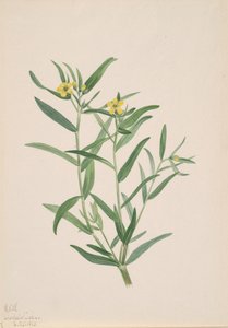 無題の花の研究、1923年。 作： Mary Vaux Walcott