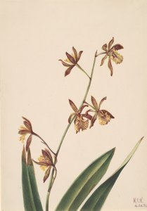 無題の花の研究、1924年。