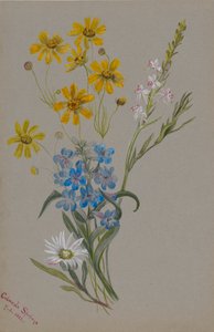 無題、花の群れ、1883年。 作： Mary Vaux Walcott