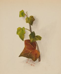 無題のアイビー」1874年 作： Mary Vaux Walcott