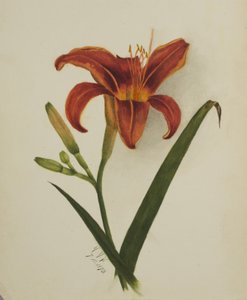 無題のリリー」1875年 作： Mary Vaux Walcott