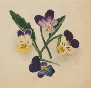 無題のパンジー」1874年 作： Mary Vaux Walcott